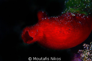 Greek name: askos
canon 5d mk II - sigma 105mm dg macro ... by Moutafis Nikos 